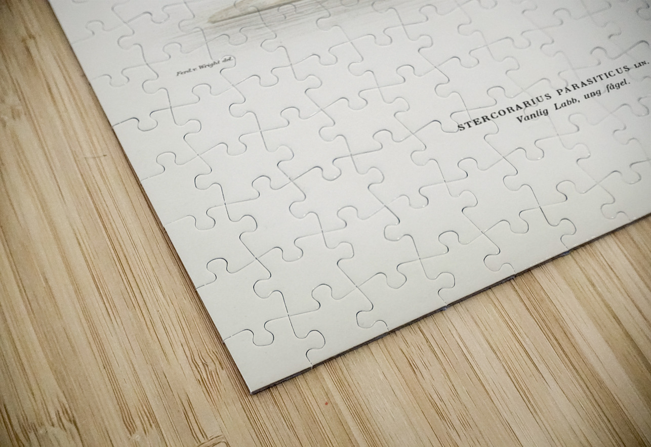 Parasitic jaeger Stercorarius parasiticus IStockHistory com Puzzle