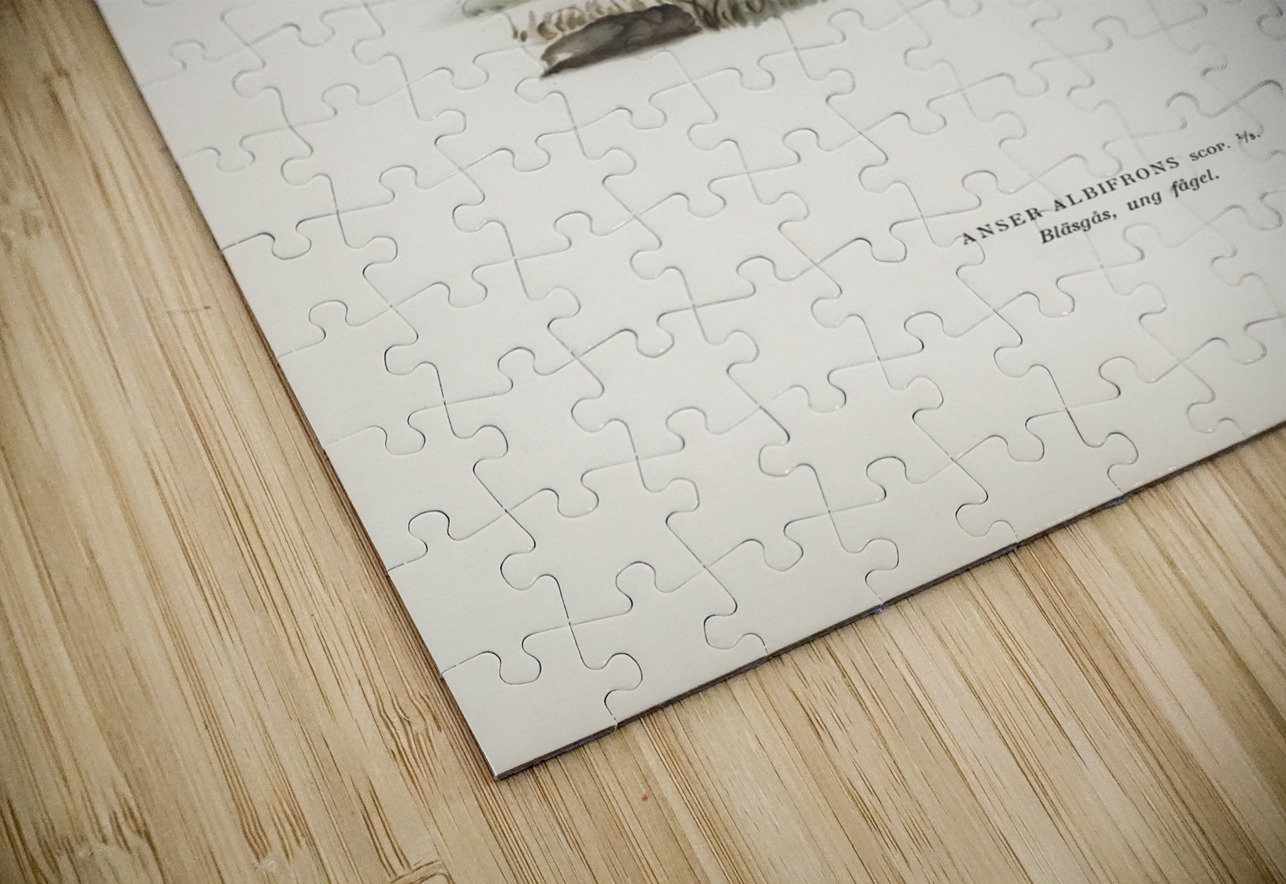 Anser albifrons IStockHistory com Puzzle