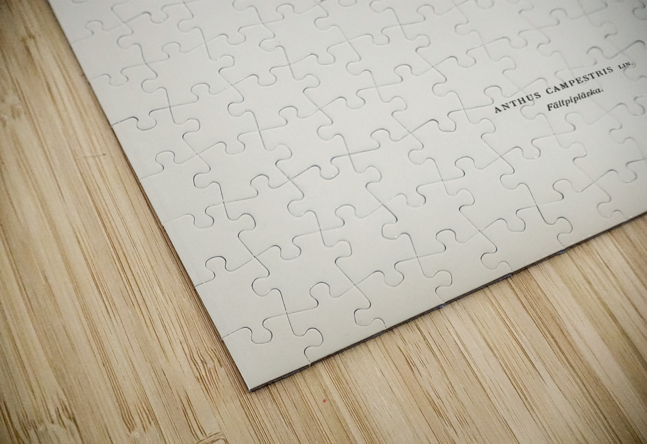 Tawny pipit Anthus campestris IStockHistory com Puzzle