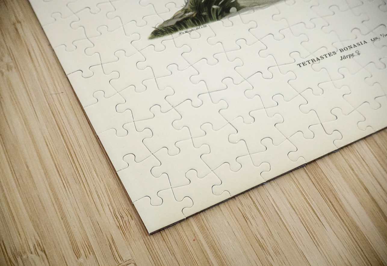 Hazel grouse Tetrastes Bonasia IStockHistory com Puzzle