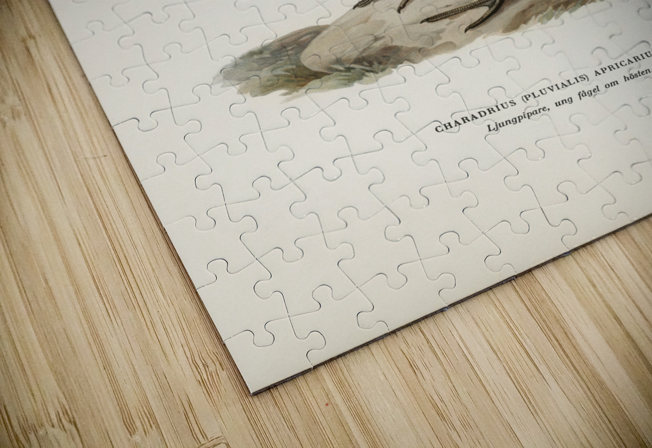 European Golden-Plover charadrius pluvialis apricarius IStockHistory com Puzzle