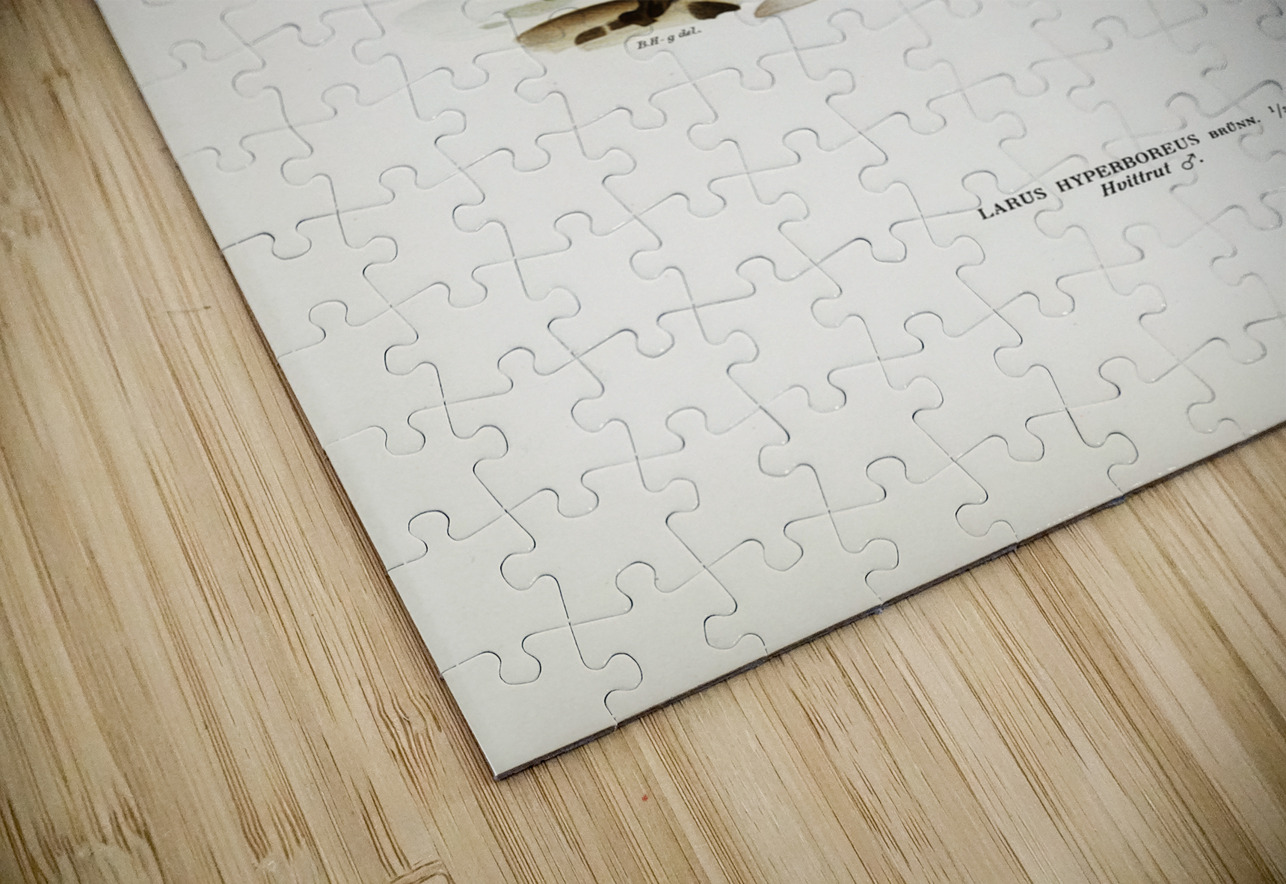 Glaucous gull ♂ Larus hyperboreus IStockHistory com Puzzle