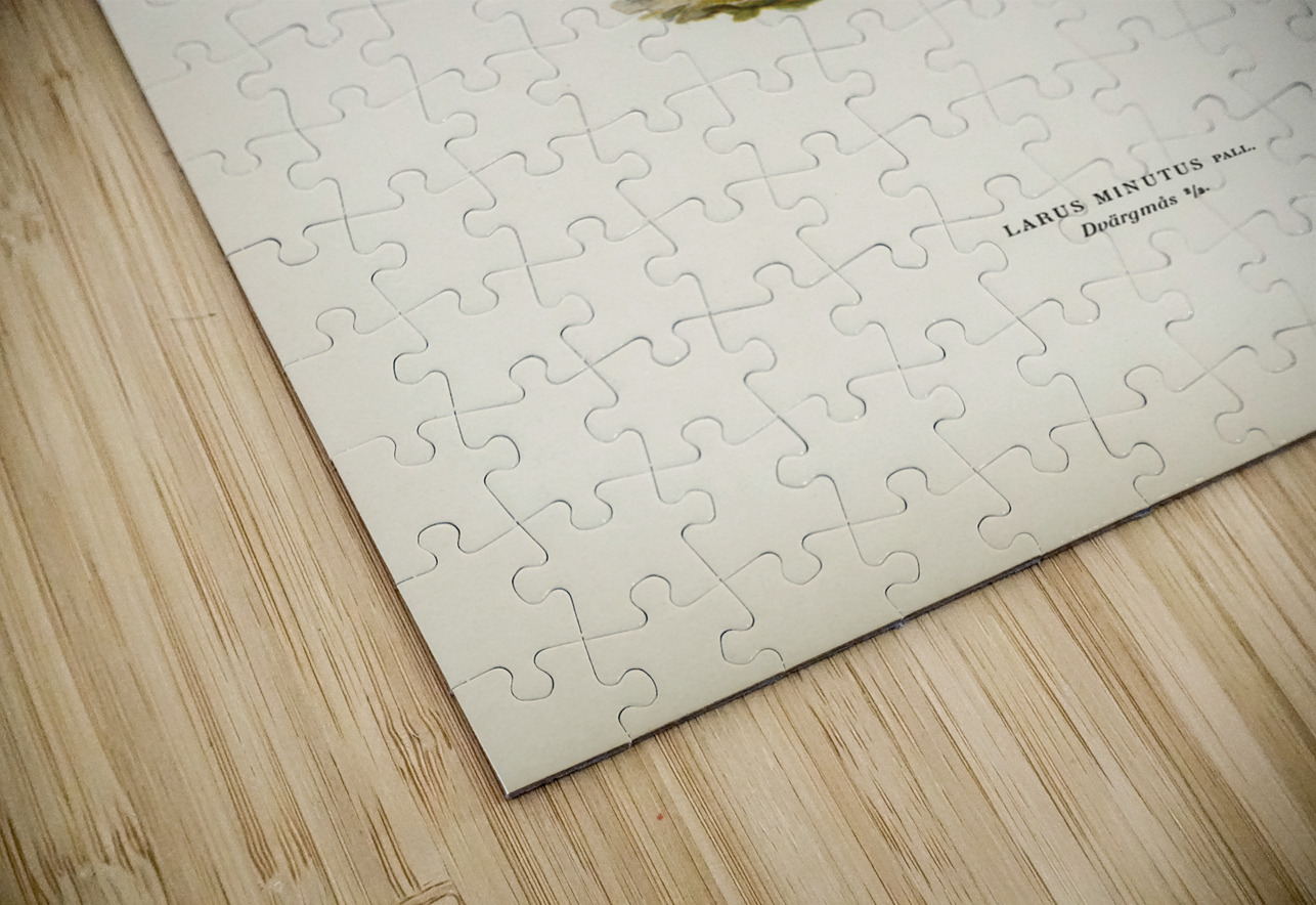 Little gull Larus minutus IStockHistory com Puzzle