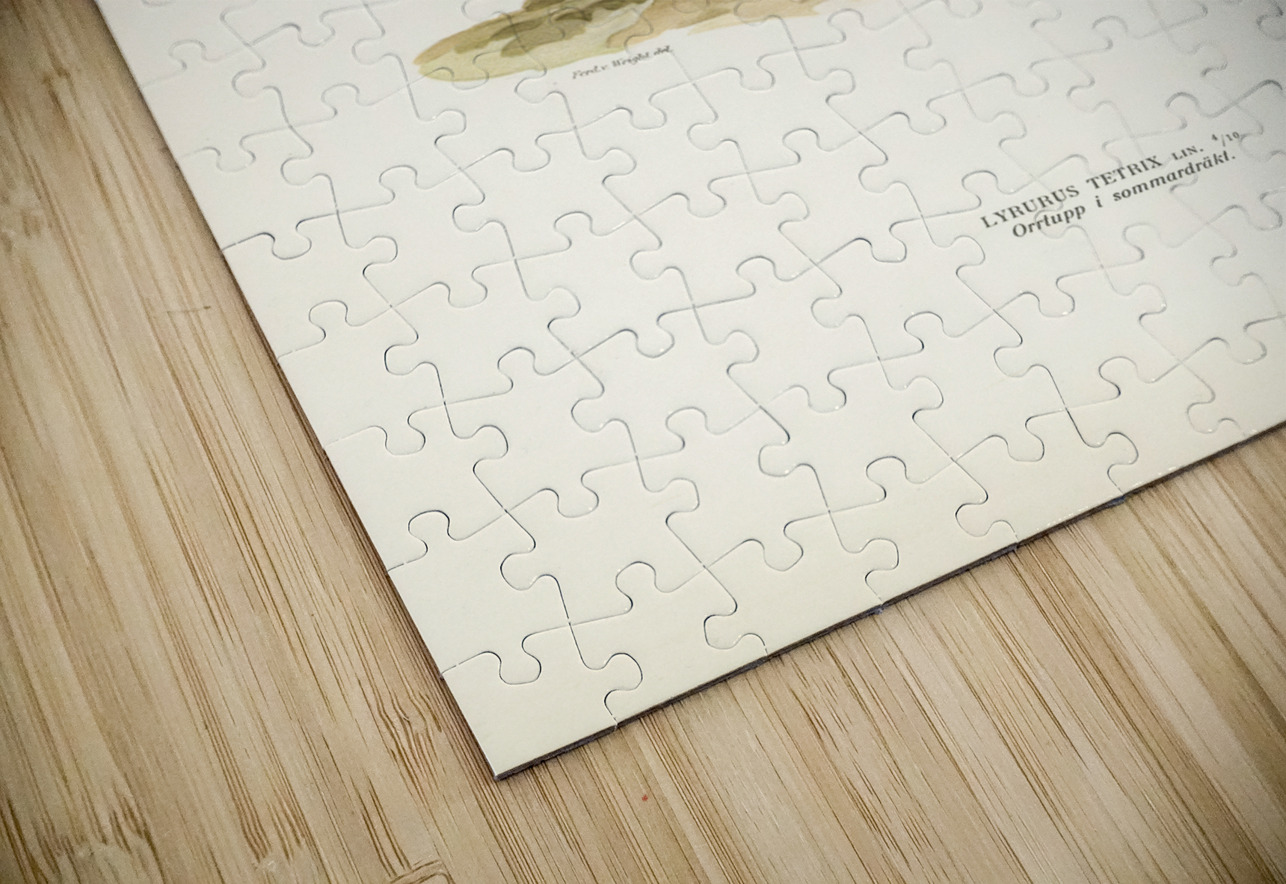 Black grouse Lyrurus Tetrix IStockHistory com Puzzle