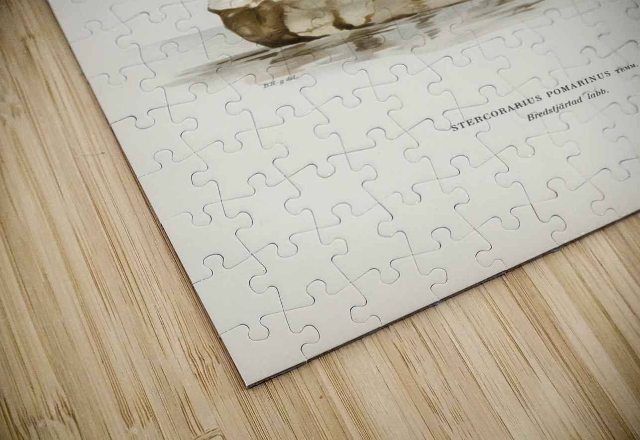 Pomarine jaeger Stercorarius pomarinus IStockHistory com Puzzle