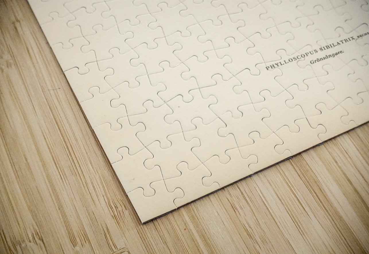 Wood Warbler Phylloscopus sibilatrix IStockHistory com Puzzle