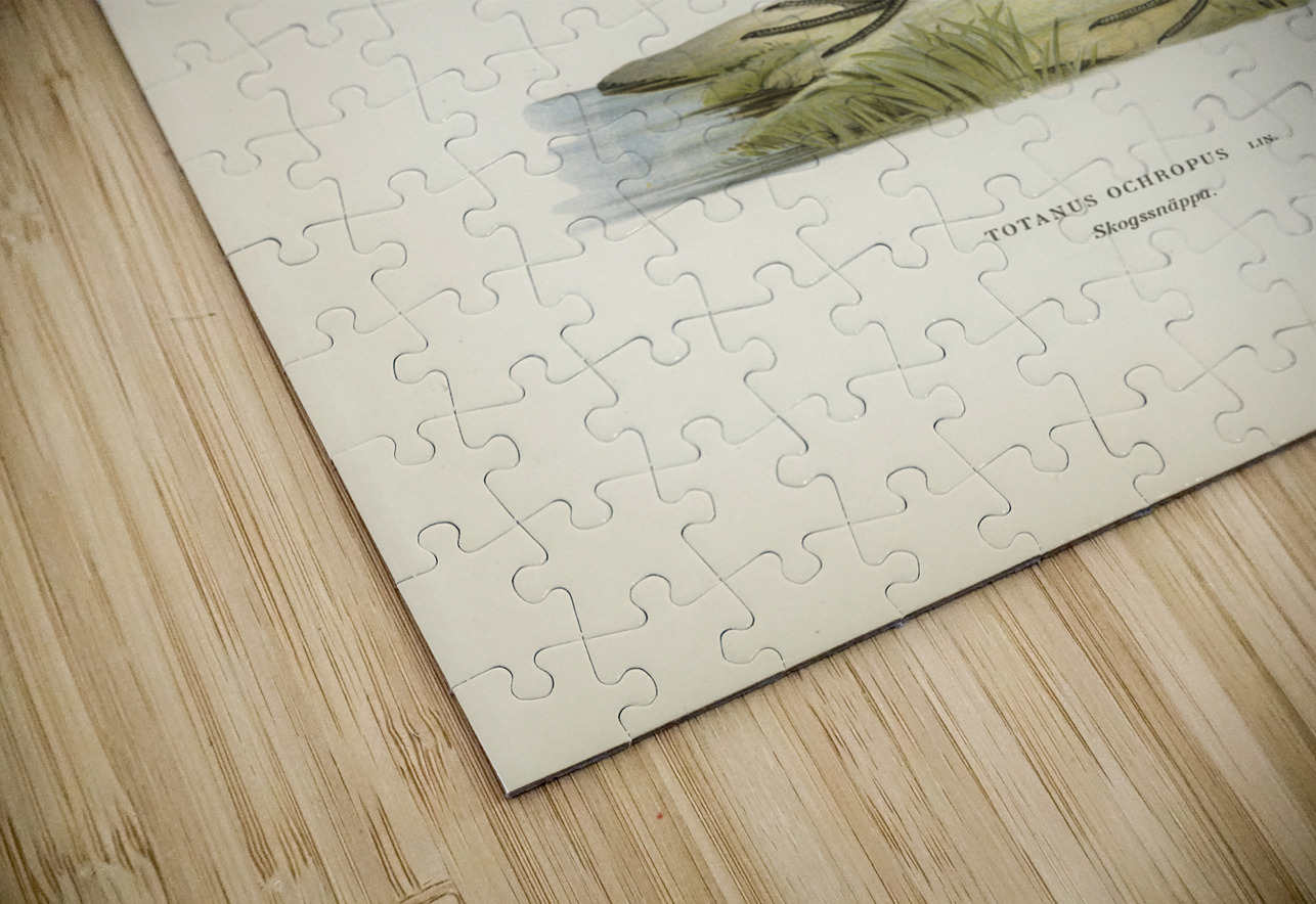 Green Sandpiper Totanus ochropus IStockHistory com Puzzle