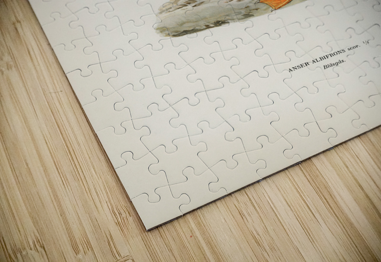 Greater White-fronted Goose Anser albifrons IStockHistory com Puzzle