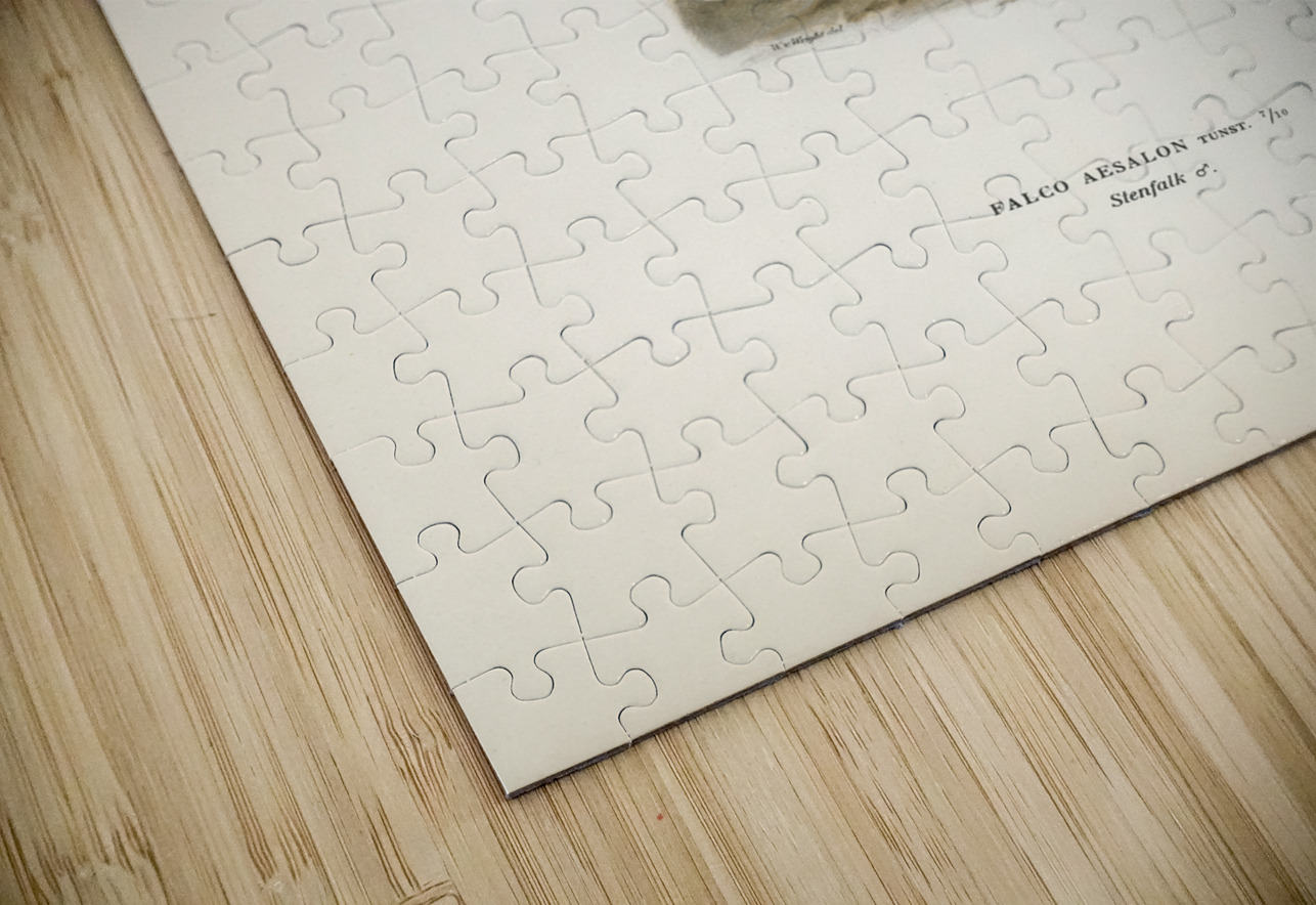 Merlin male Falco aesalon IStockHistory com Puzzle