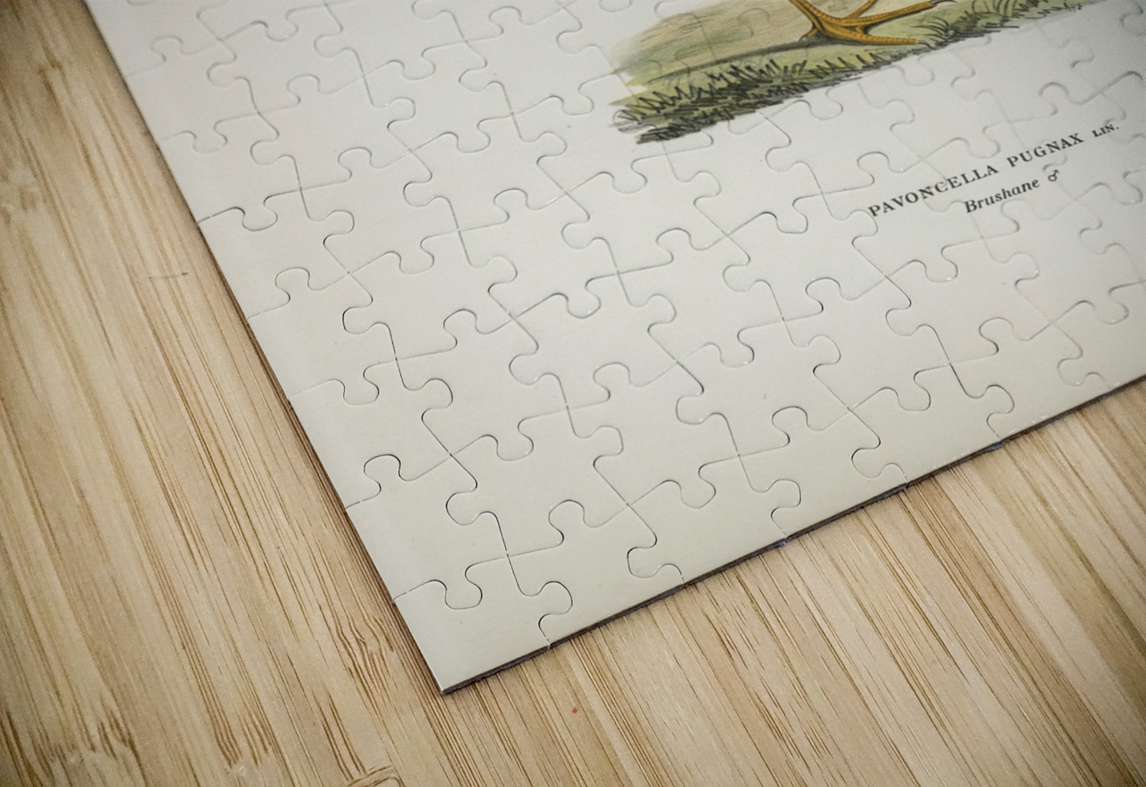 Ruff Pavoncella pugnaxr IStockHistory com Puzzle