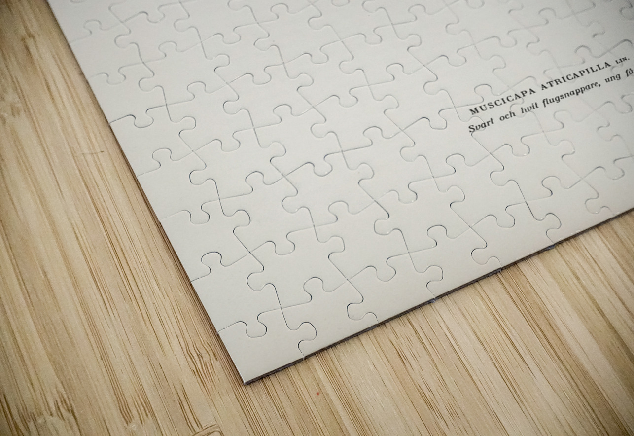 Pied Flycatcher Muscicapa atricapilla IStockHistory com Puzzle