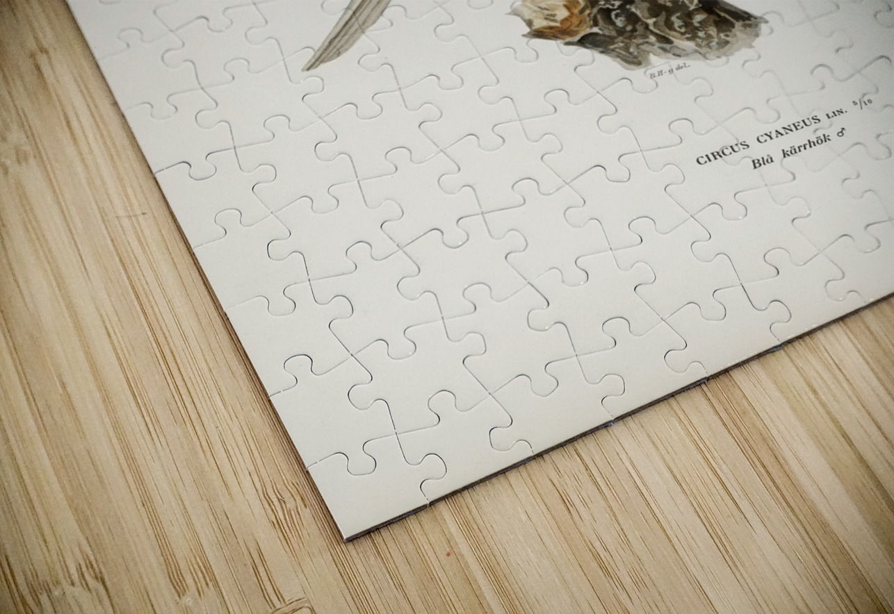 Hen Harrier male Circus cyaneus IStockHistory com Puzzle