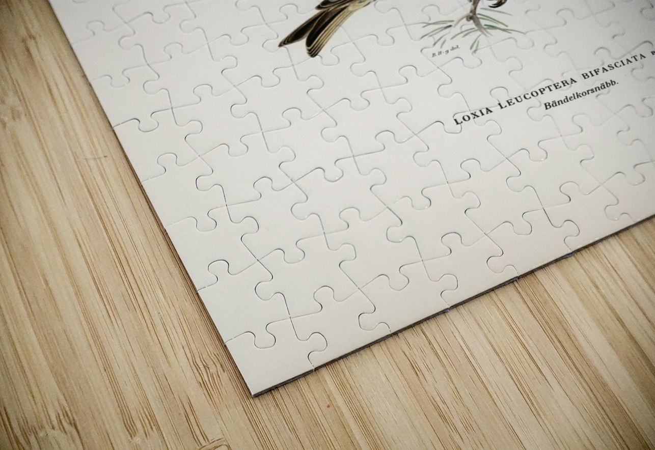 Two-barred crossbill Loxia leucoptera bifasciata IStockHistory com Puzzle