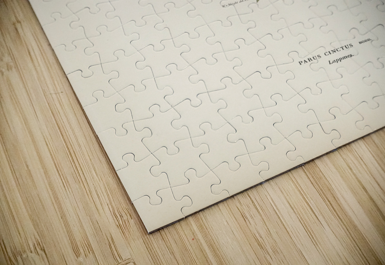 Temminck&39s Stint tringa temminckii IStockHistory com Puzzle