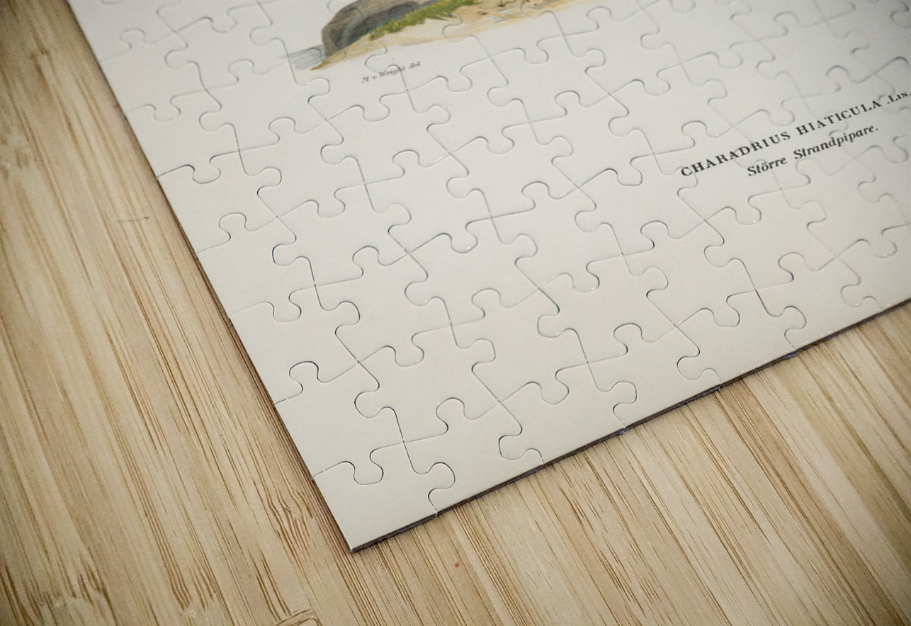 European roller CORACIAS GARRULUS IStockHistory com Puzzle