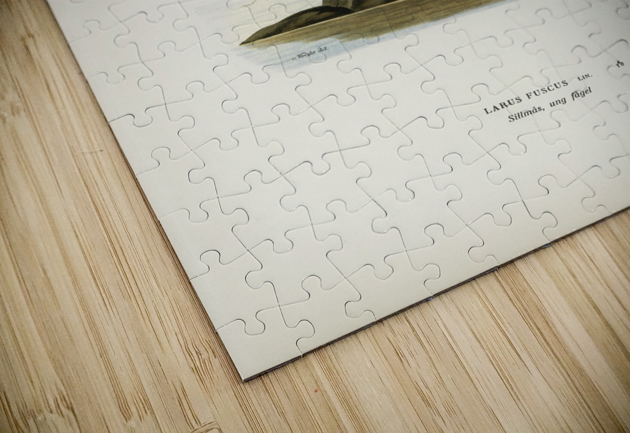 Leser black-backed gull Larus fuscus IStockHistory com Puzzle