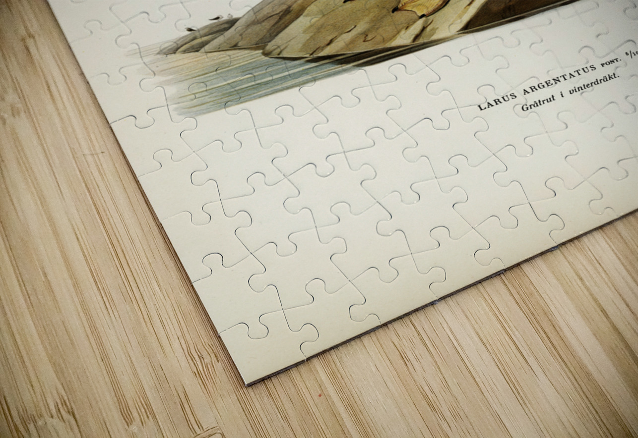 European herring gull Larus argentatus IStockHistory com Puzzle