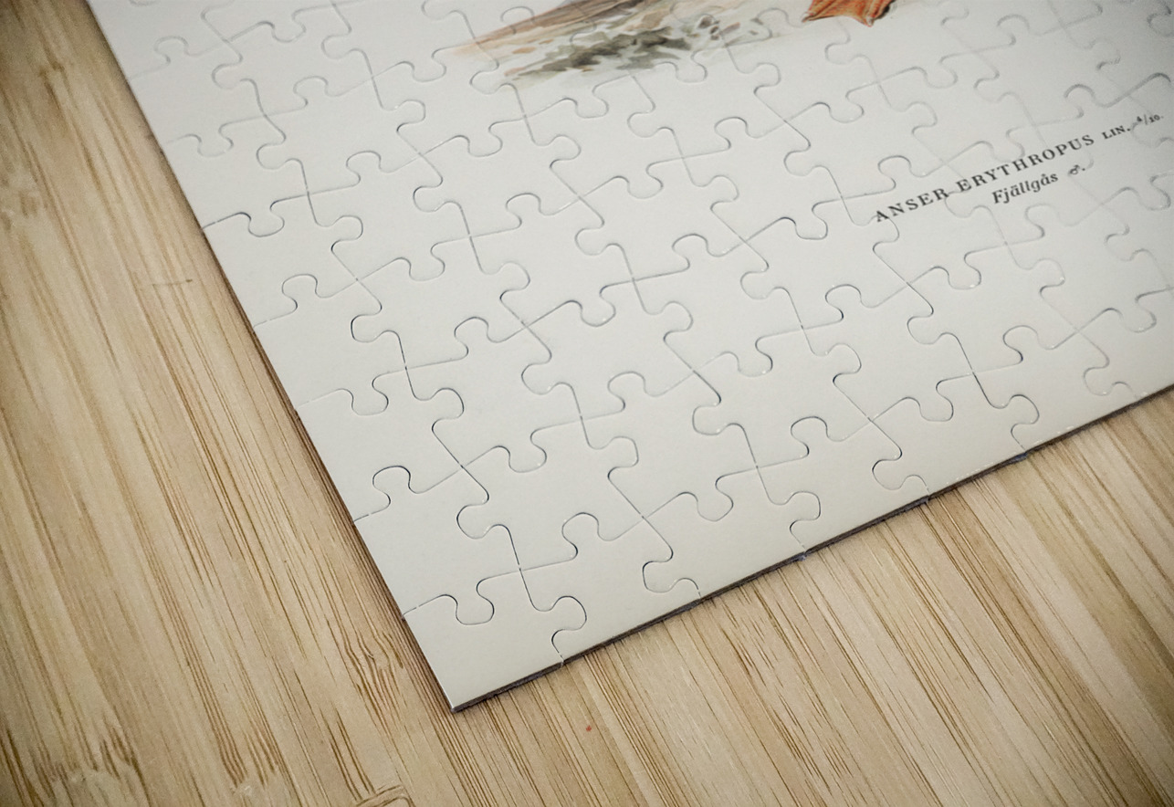 Anser erythropus ♂ IStockHistory com Puzzle