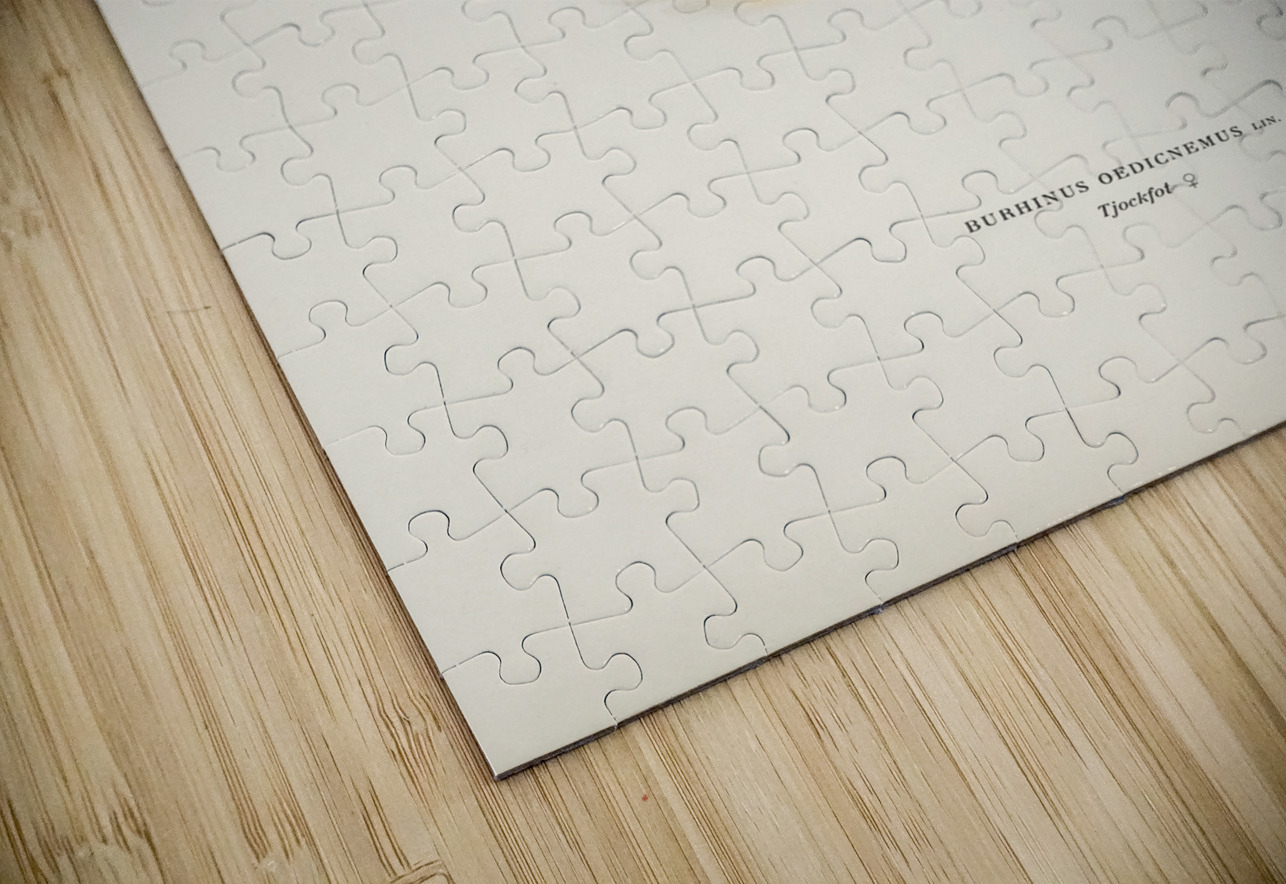 Eurasian stone curlew burhinus oedicnemus IStockHistory com Puzzle