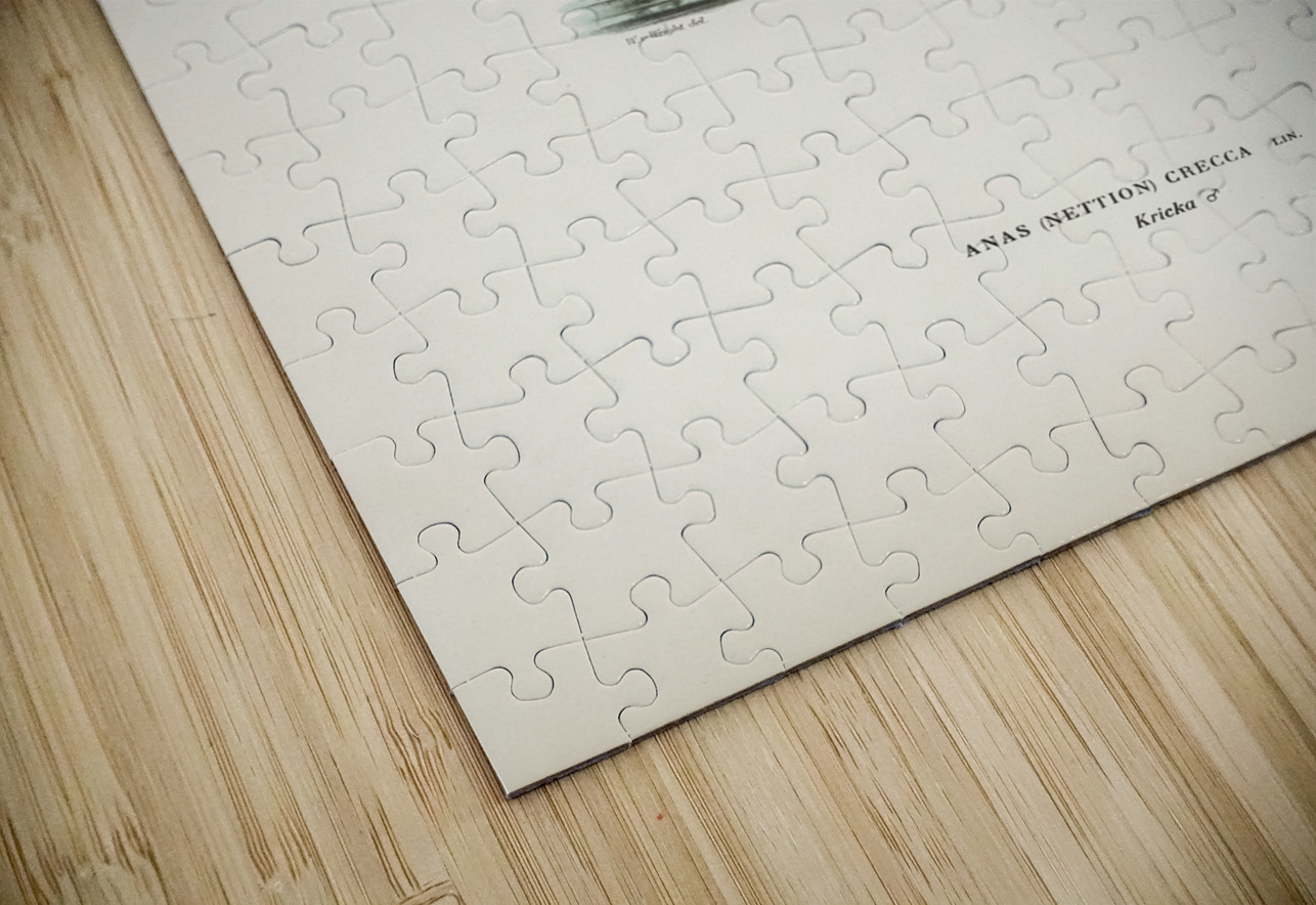 Anas Nettion Crecca IStockHistory com Puzzle