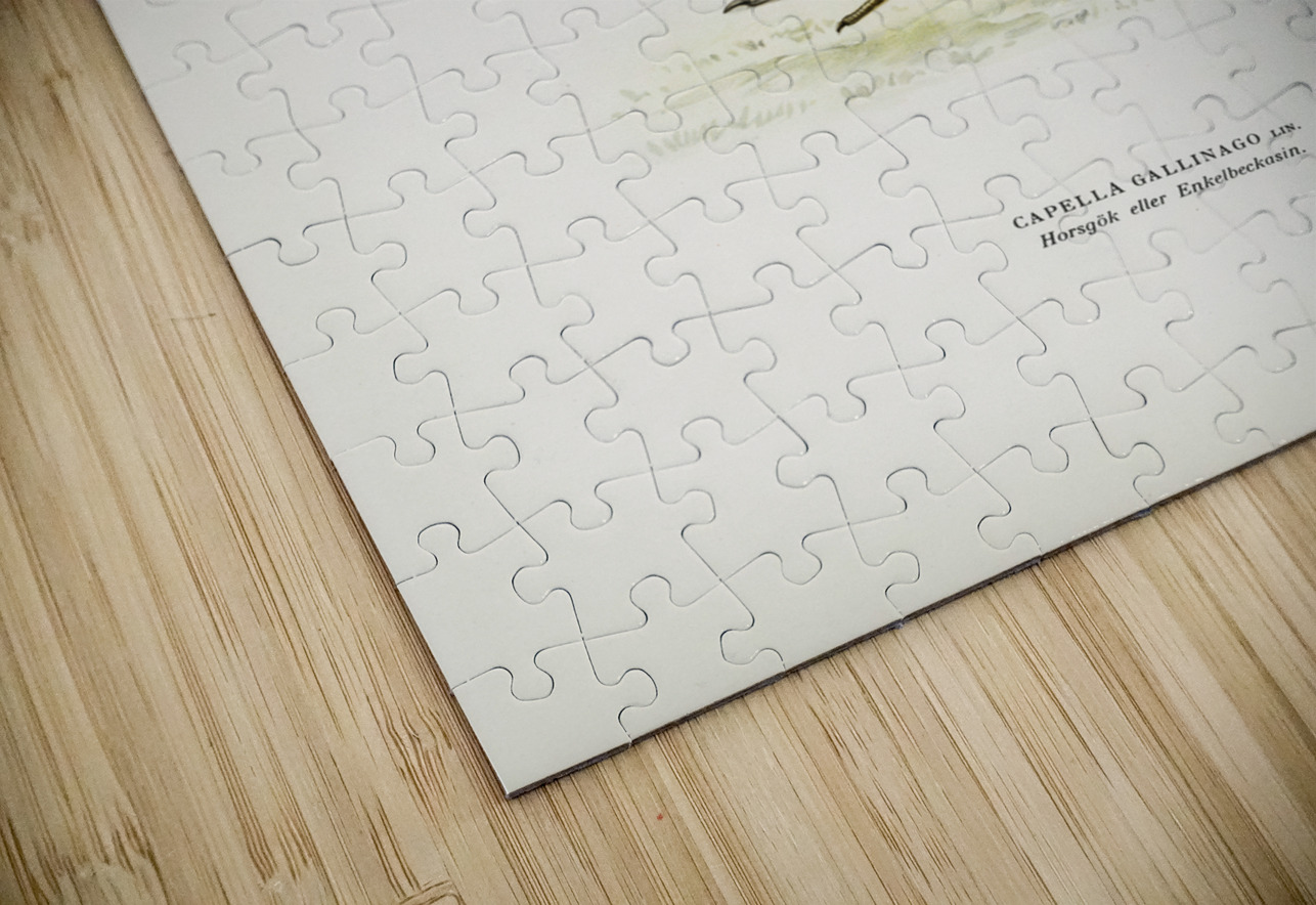 Common snipe capella gallinago IStockHistory com Puzzle