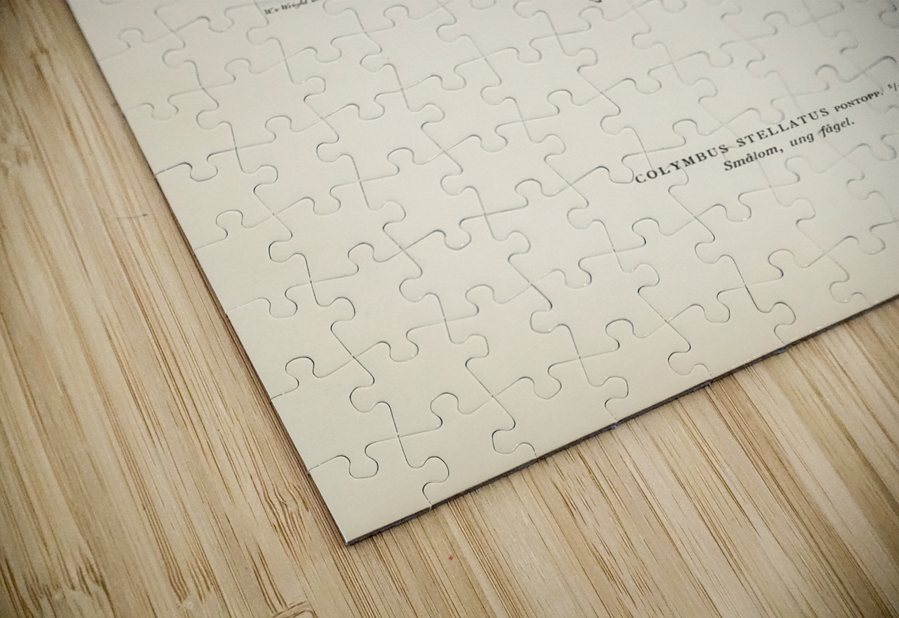 Red-thoated loon Colymbus stellatus IStockHistory com Puzzle