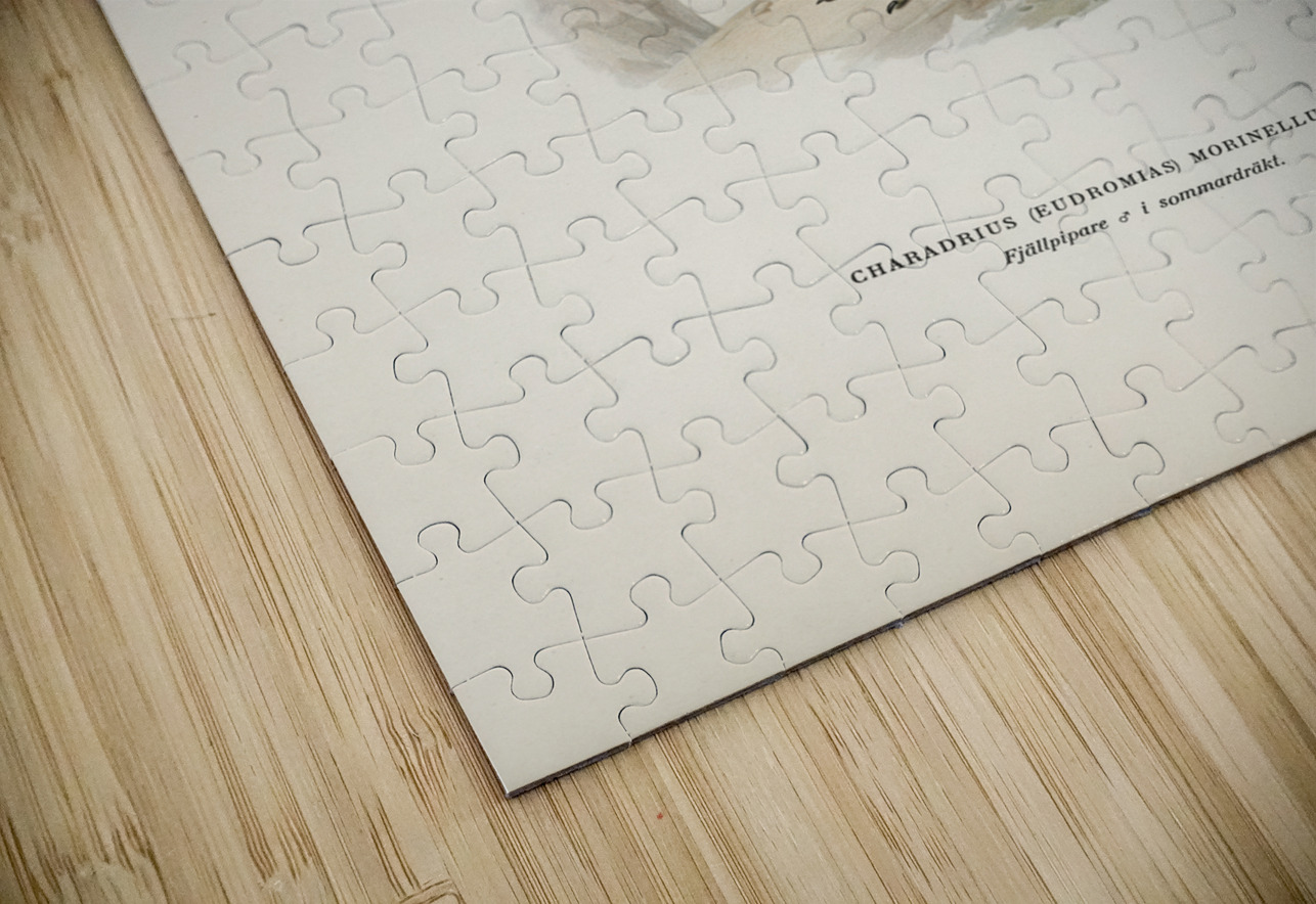 Eurasian dotterel ♂ Charadrius eudromias morinellus IStockHistory com Puzzle