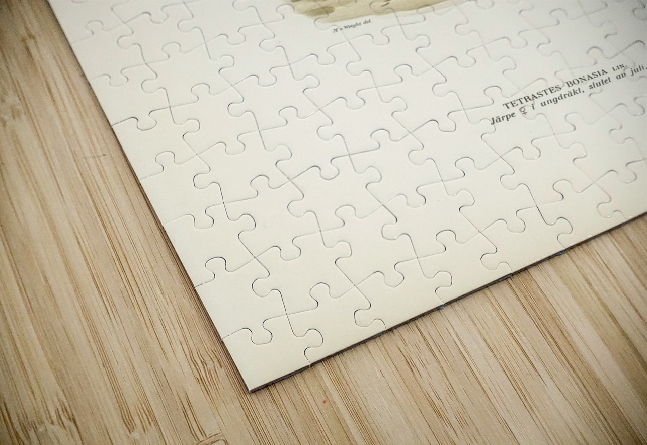 Hazel grouse tetrastes bonasia IStockHistory com Puzzle