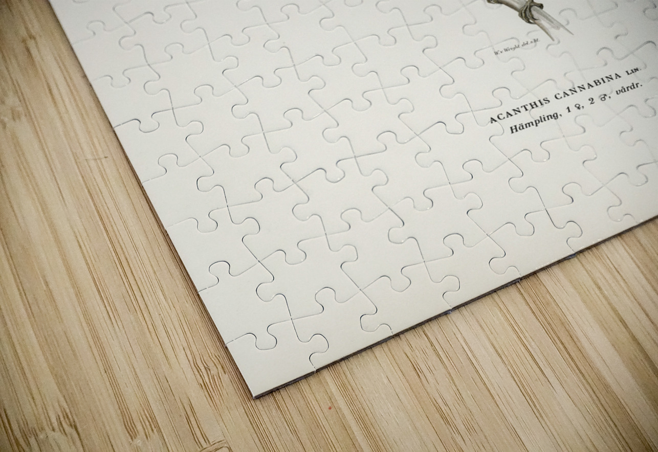 Common linnet Acanthis cannabina IStockHistory com Puzzle