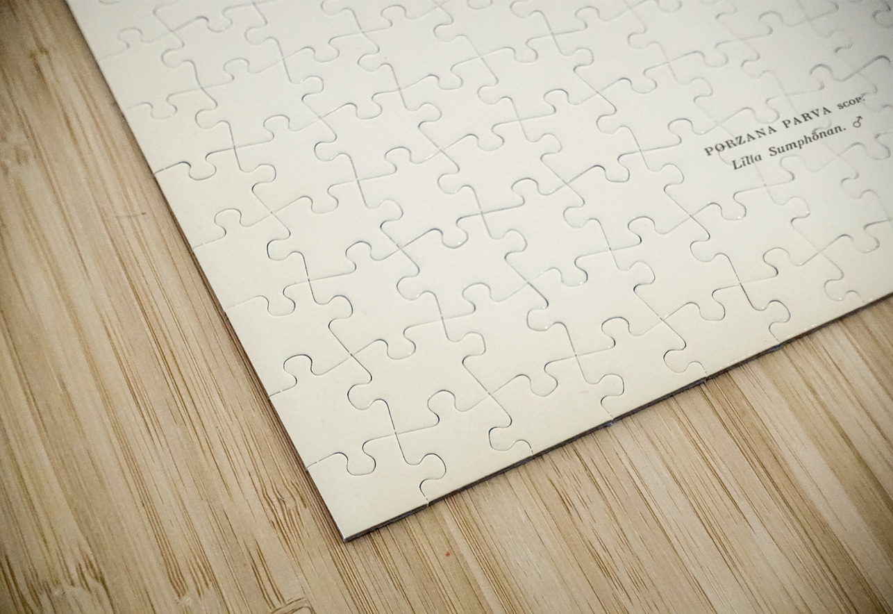 Little crake porzana parva IStockHistory com Puzzle