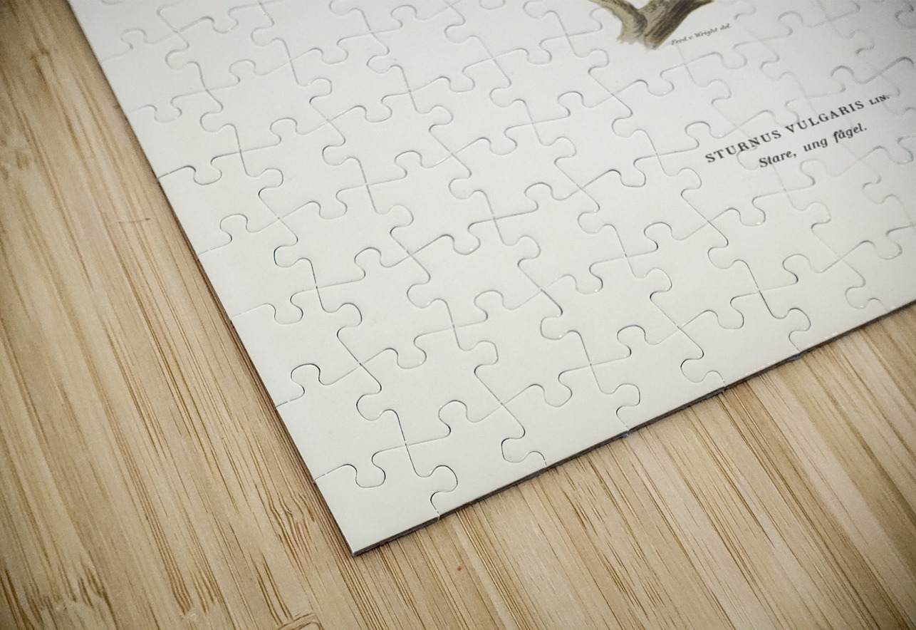 Starling Sturnus vulgaris IStockHistory com Puzzle