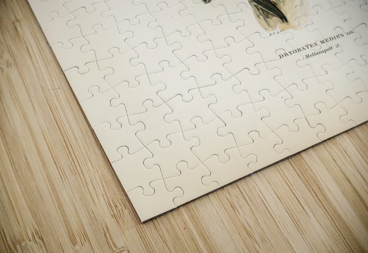 Dryobates medius IStockHistory com Puzzle