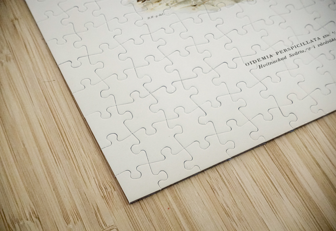 Surf Scoter male Oidemia perspicillata IStockHistory com Puzzle