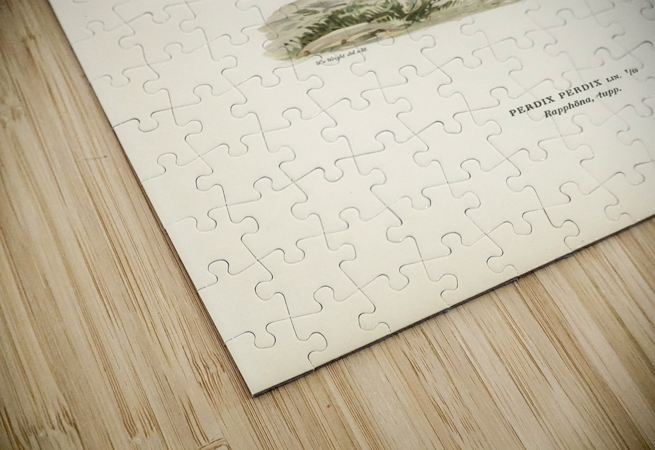 Grey partridge Perdix perdix IStockHistory com Puzzle