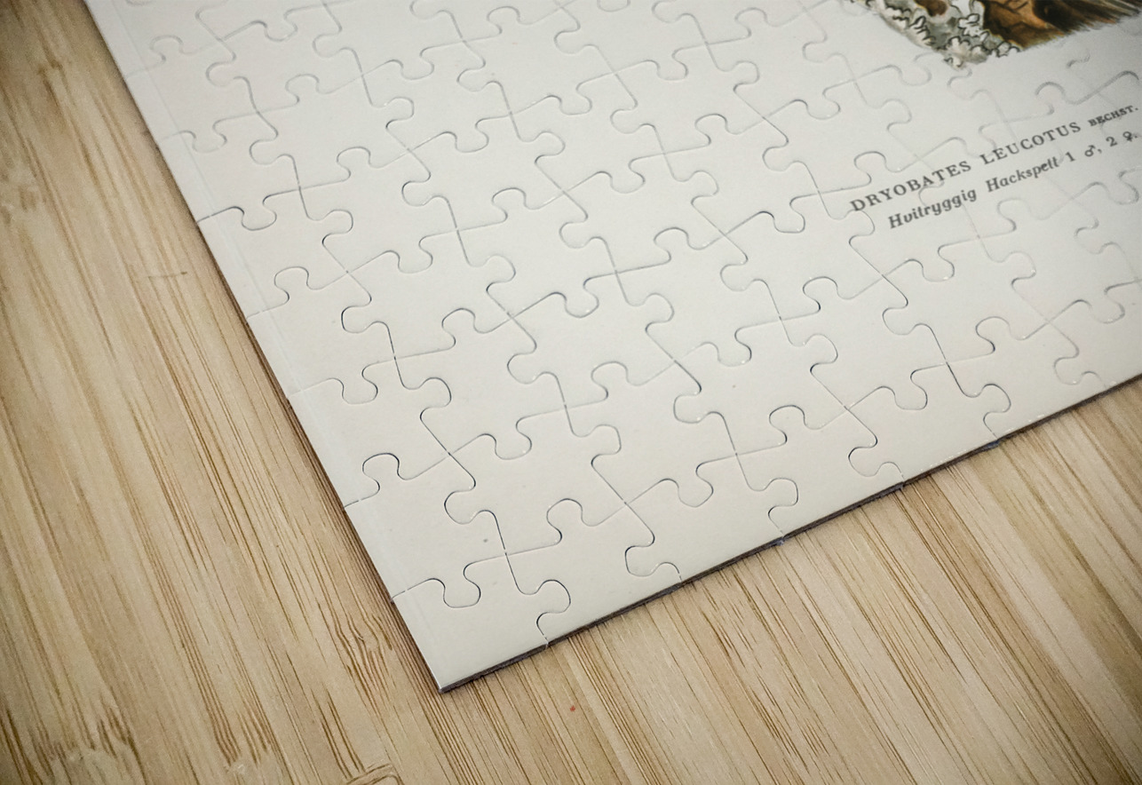 White-backed woodpecker 1♀  2♂ Dryobates leucotus IStockHistory com Puzzle