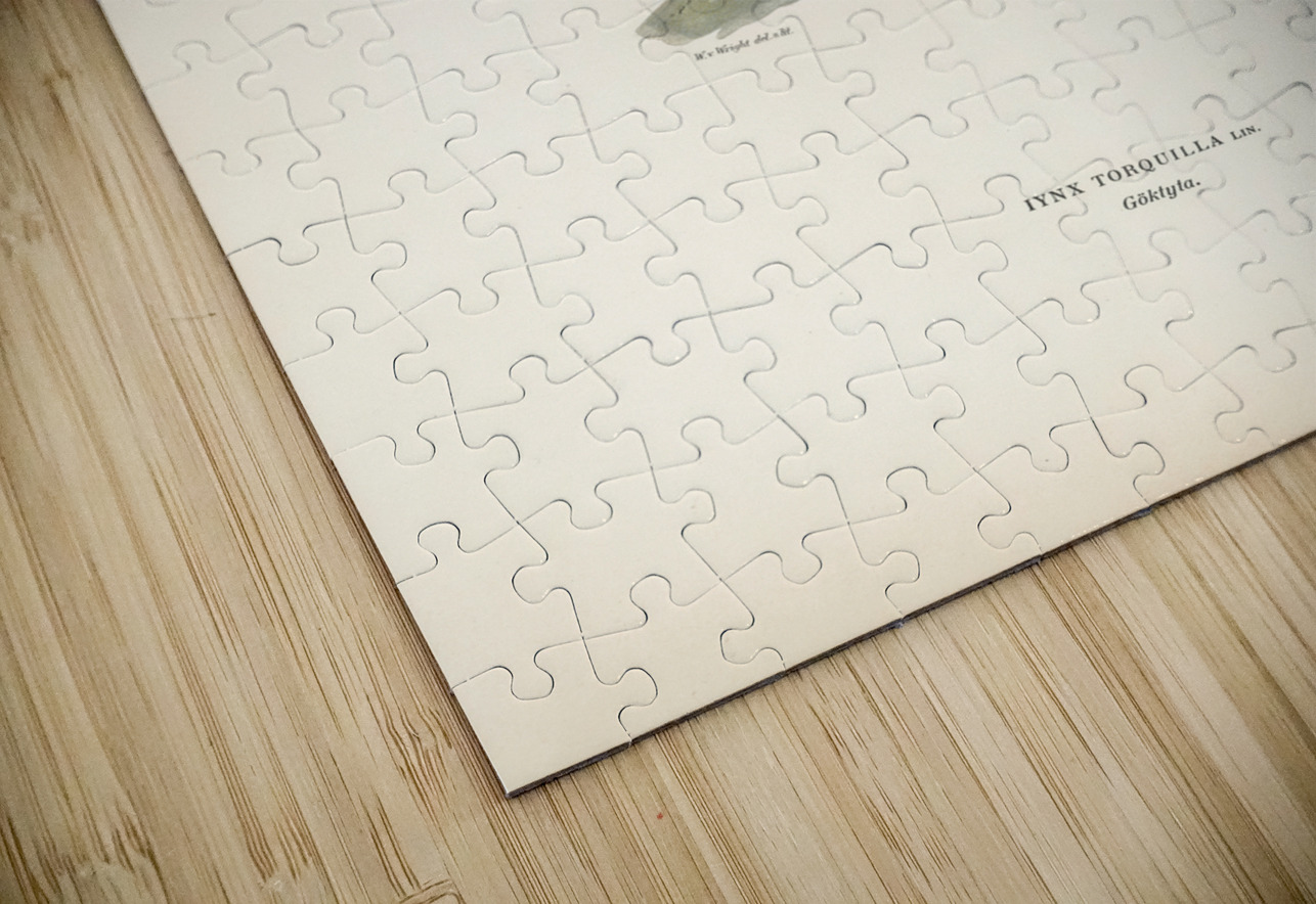 Eurasian wryneck Jynx torquilla IStockHistory com Puzzle