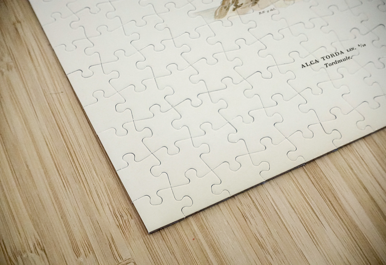 Razorbill Alca torda IStockHistory com Puzzle