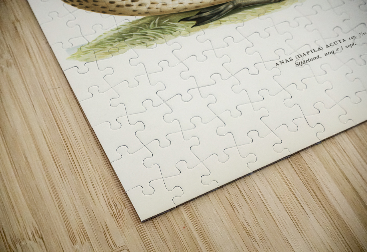 Northern Pintail Anas [dafila] acuta IStockHistory com Puzzle