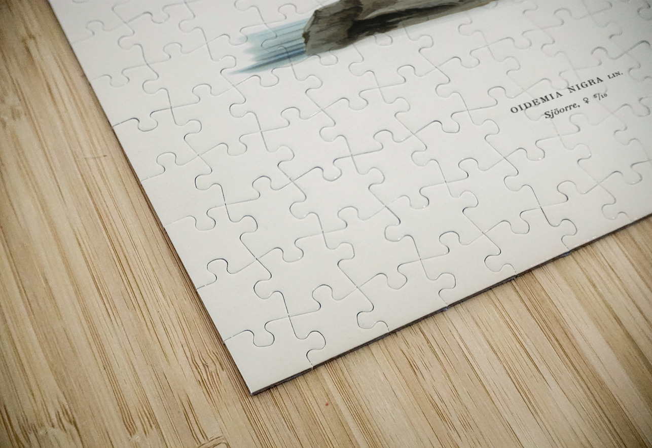 Black scoter female Oidemia nigra IStockHistory com Puzzle