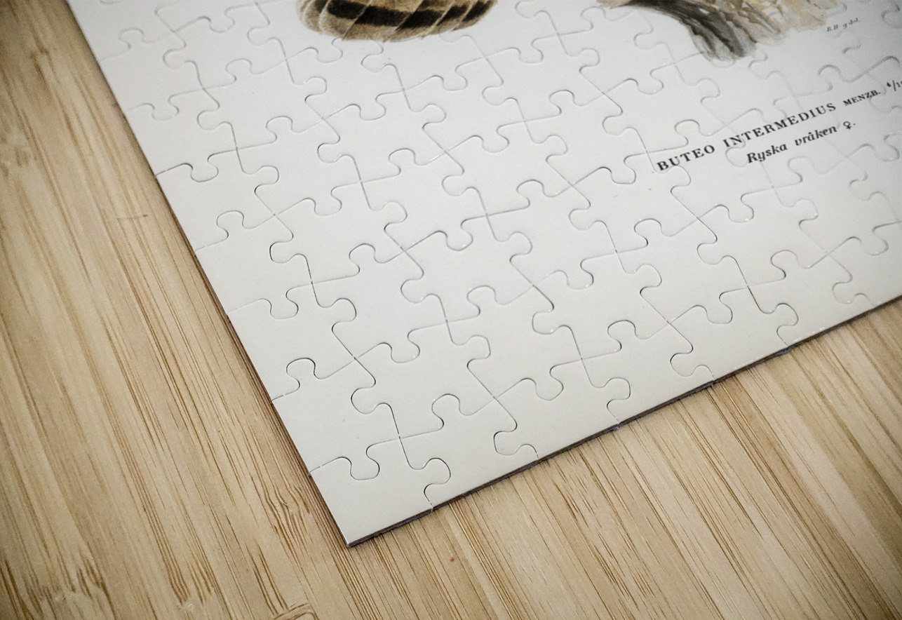 Common Buzzard Buteo buteo intermedius IStockHistory com Puzzle