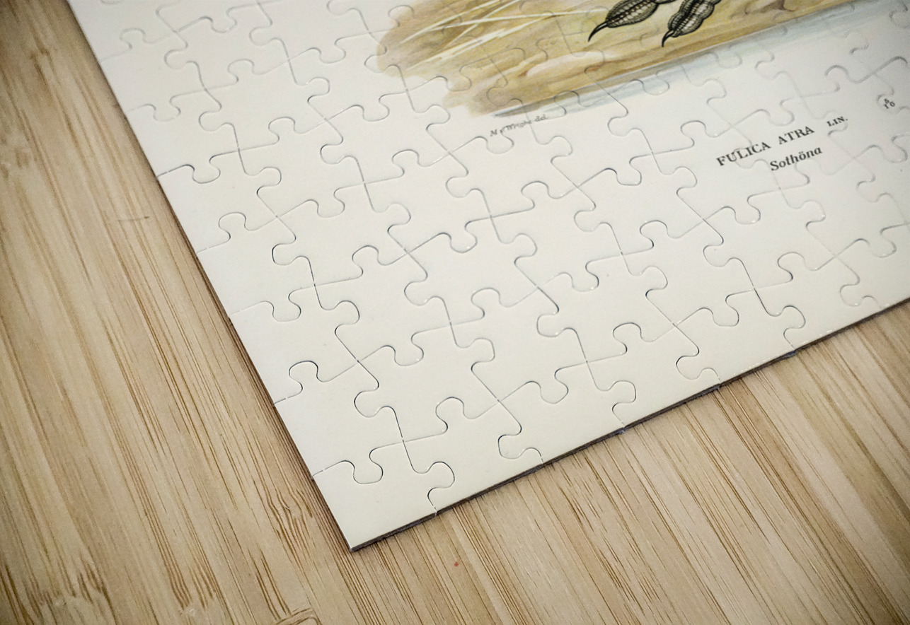 Eurasian coot Fulica atra IStockHistory com Puzzle