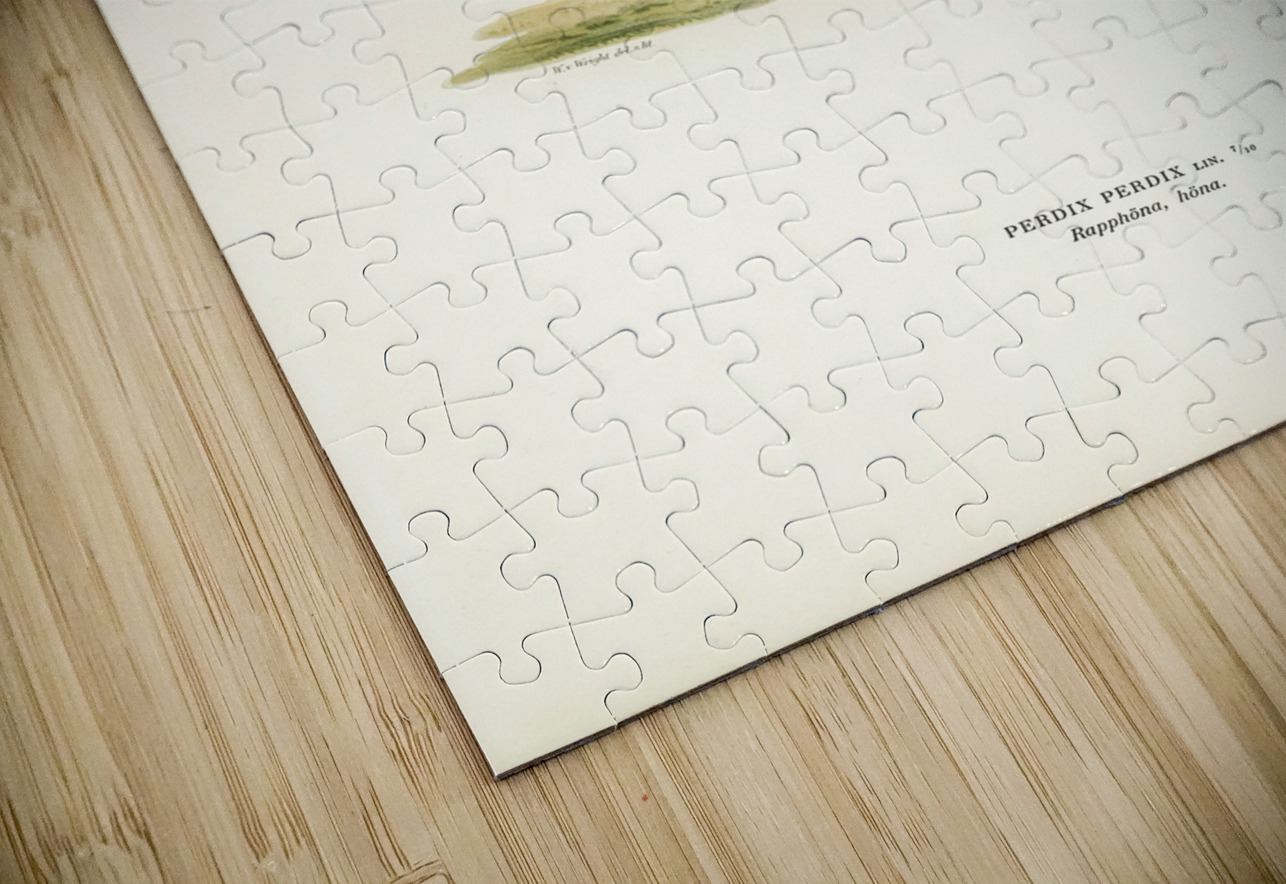 Grey partridge PERDIX PERDIX IStockHistory com Puzzle