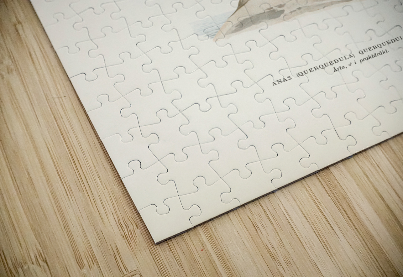 Garganey male Anas querquedula IStockHistory com Puzzle