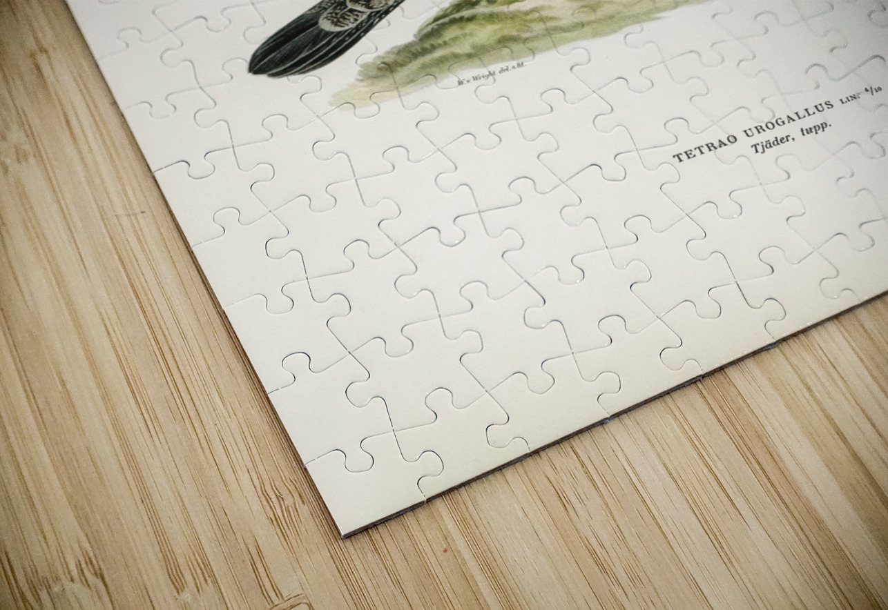 Western capercaillie TETRAO UROGALLUS IStockHistory com Puzzle