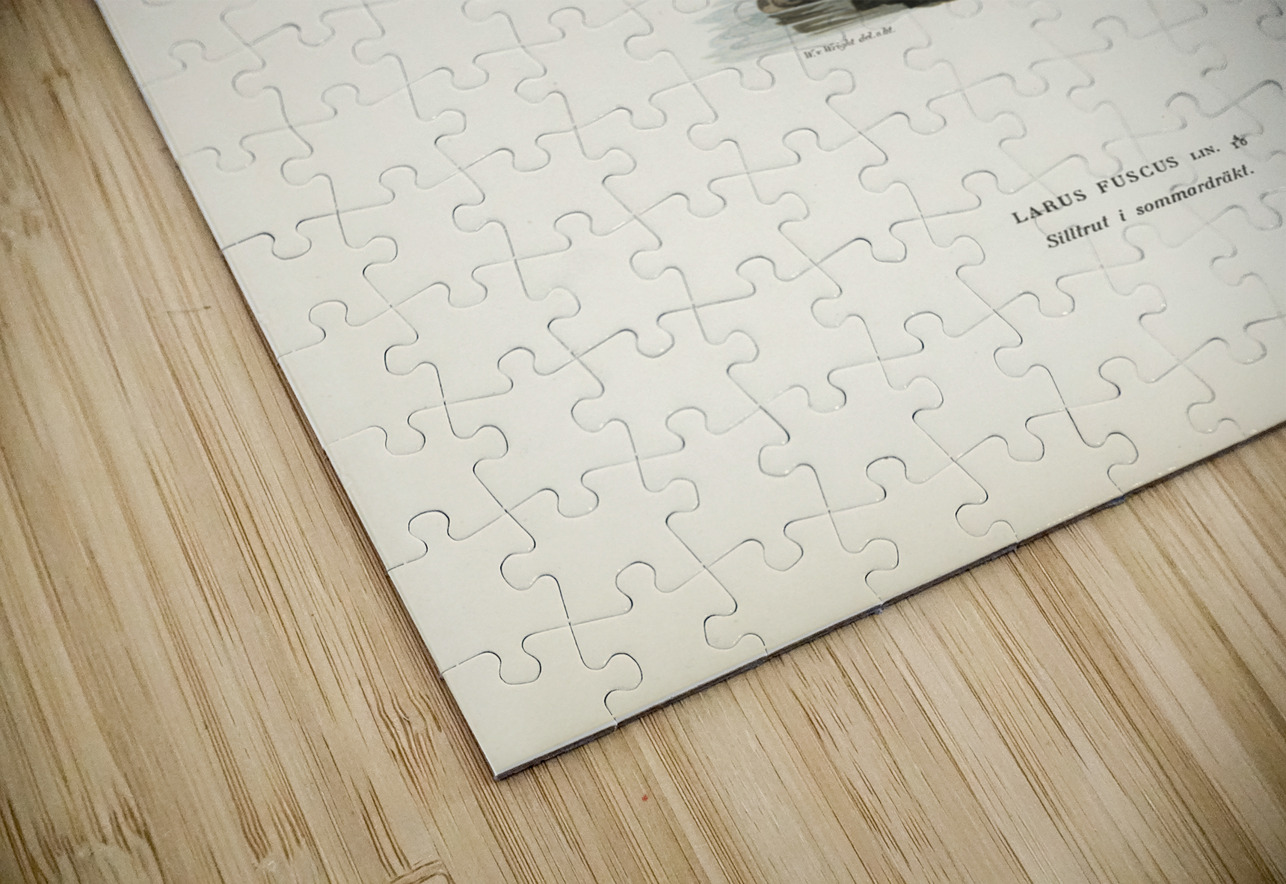 Lesser blak-backed gull Larus fuscus IStockHistory com Puzzle