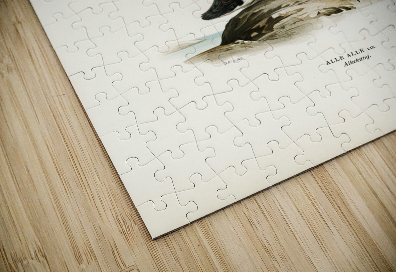 Little auk Alle alle IStockHistory com Puzzle