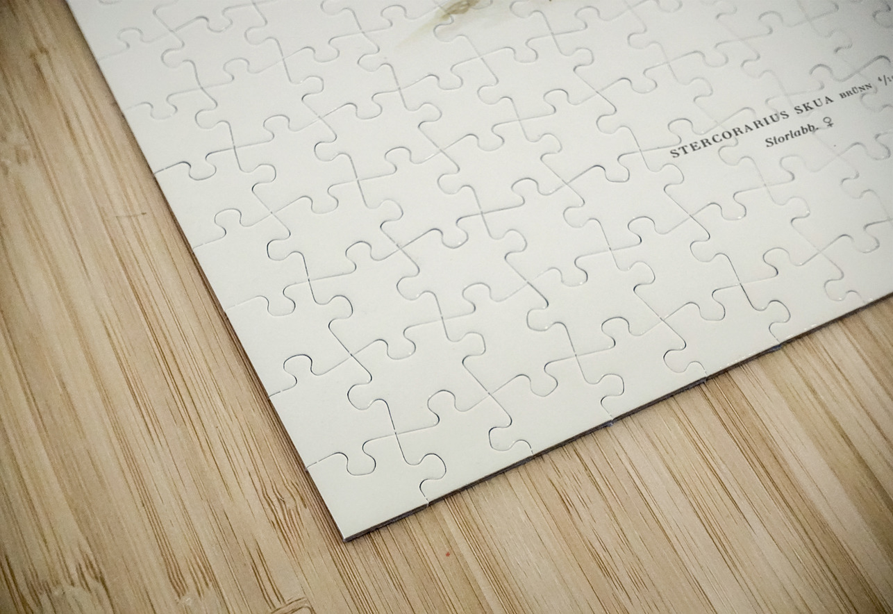 Great skua Stercorarius skua IStockHistory com Puzzle