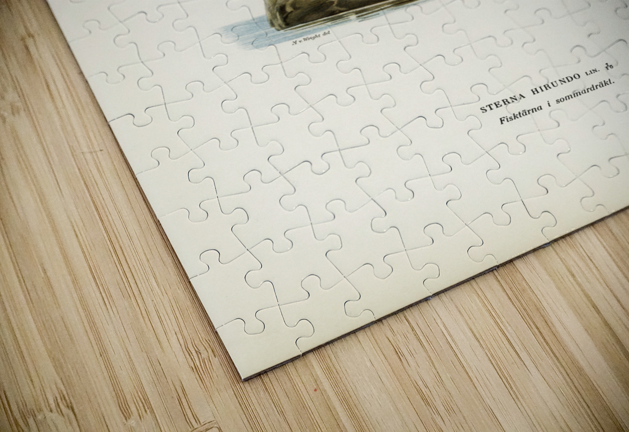 Common tern STERNA HIRUNDO IStockHistory com Puzzle