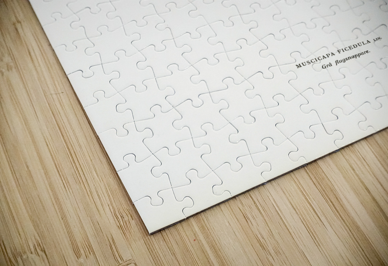 Spotted flycatcher Muscicapa ficedula IStockHistory com Puzzle