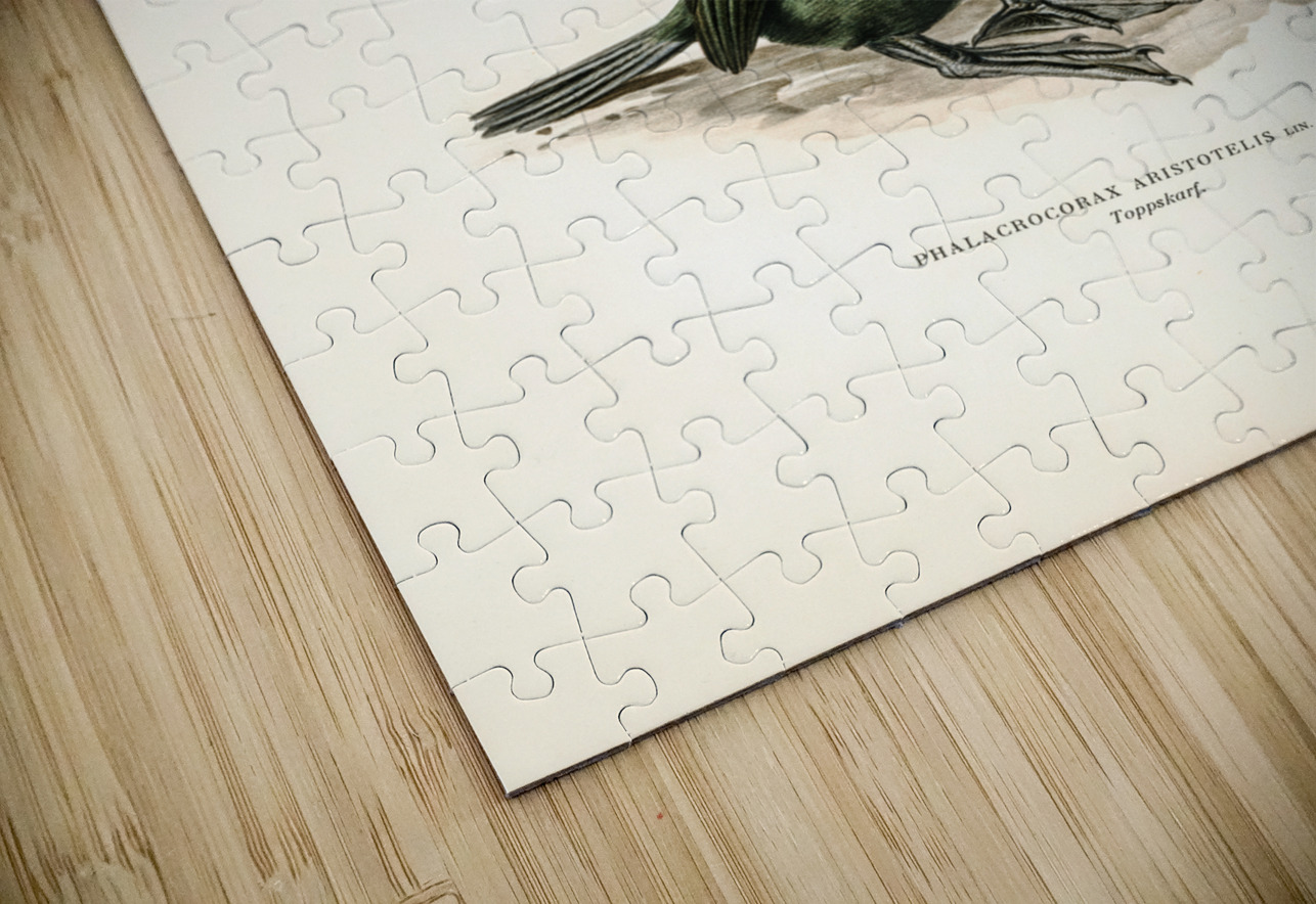 European shag Phalacrocorax aristotelis IStockHistory com Puzzle